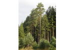 Příroda Litomyšlska – jehličnatý les